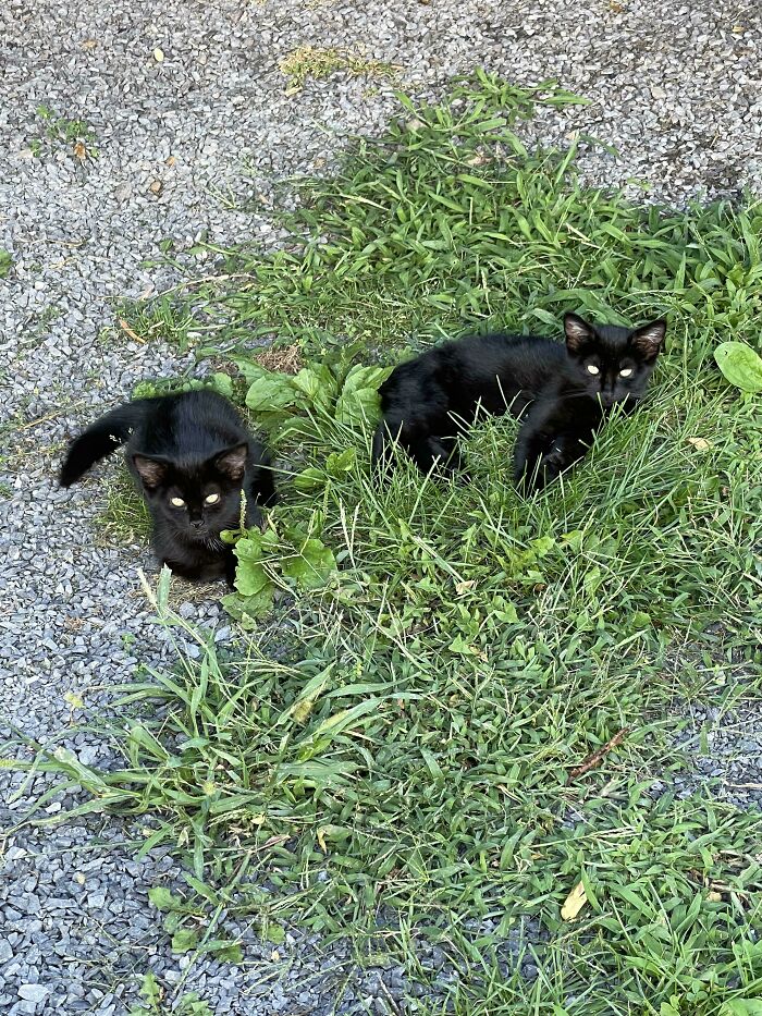 Adopting Two Little Farm Kitties, We Need Names!