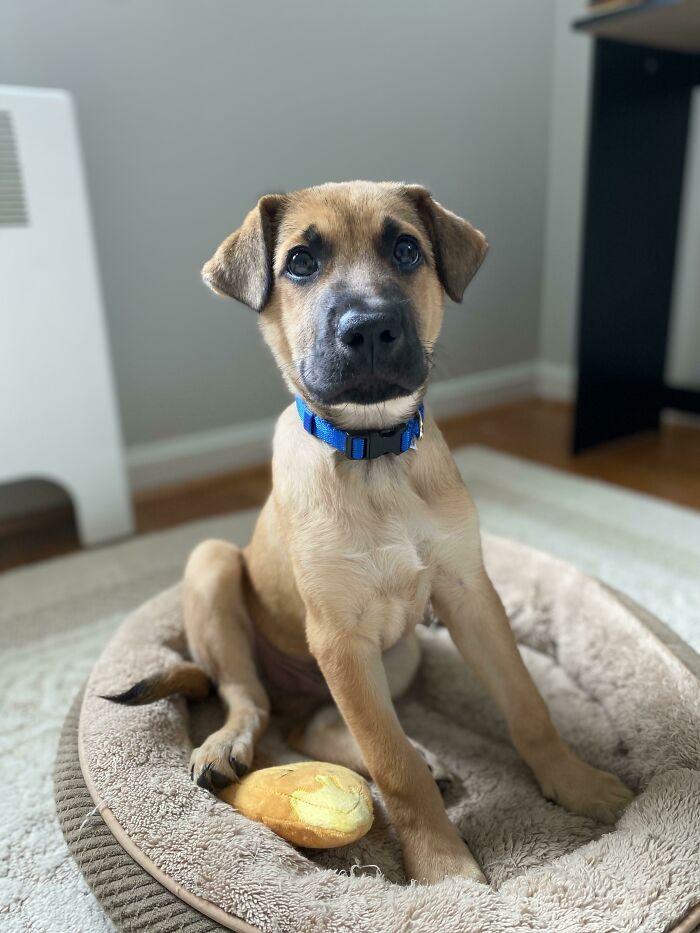 After 28 Years Of Not Having A Dog, I Finally Adopted My First Puppy. Say Hi To Rhett!