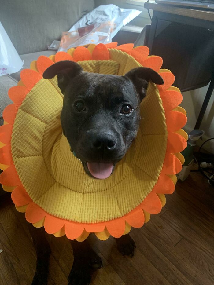 My Foster Dog (Soon To Be Adopted By Me) Got Neutered On Tuesday. He Was Miserable In The Hard Plastic Cone, So My Friend Got Him This Soft Flower Cone, He’s So Happy Now