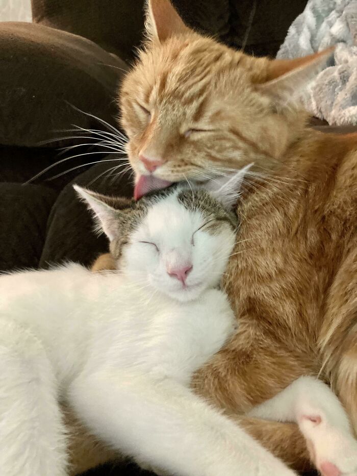 I Adopted A Kitten For My Cat. It’s Going Well