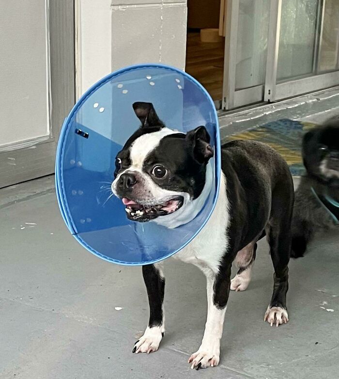 I Adopted Otto, An 8 Year Old Boston Terrier From The Shelter Last Week. This Was His Face When He Saw His New Home For The First Time