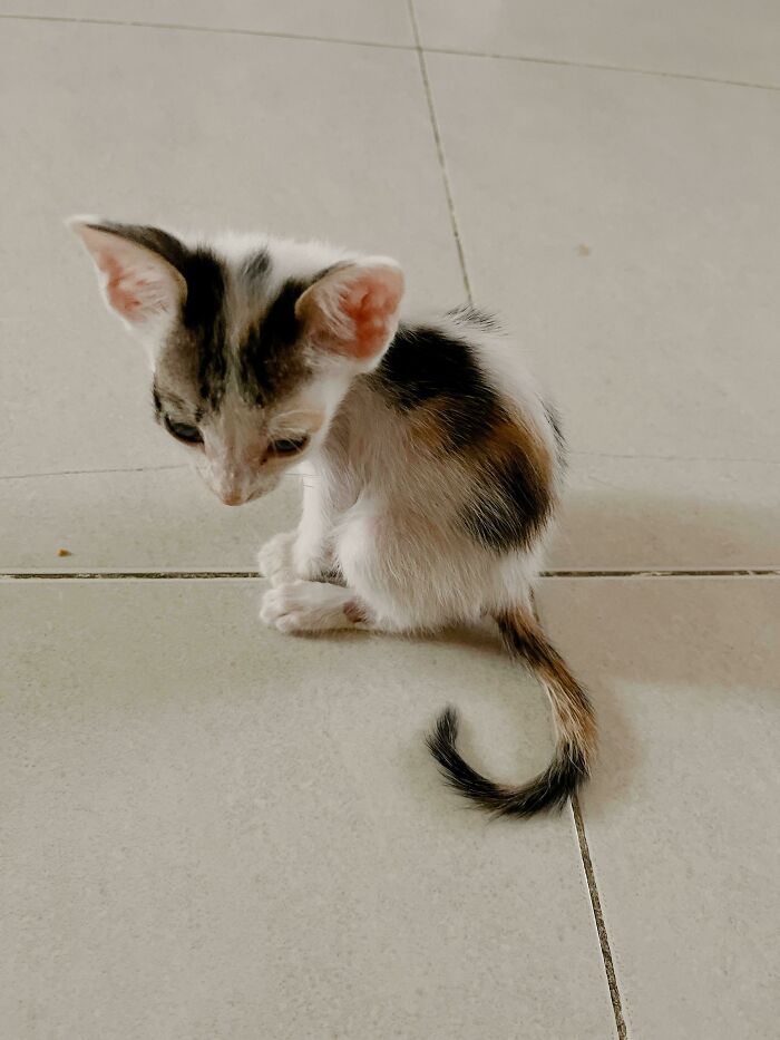 My Newly Adopted Kitten. Meet Misa!