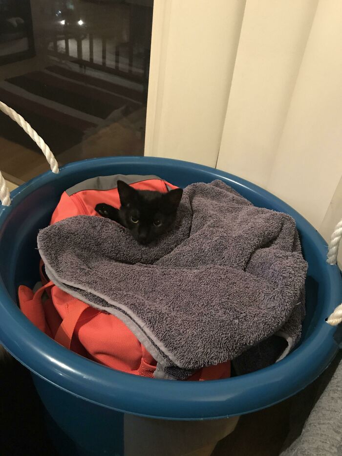 My Adopted Feral, Who Refuses To Let Me Pat Her But Loves Being Tucked Into The Laundry Basket