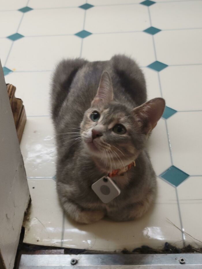 We Recently Adopted A Marble Loaf In Our Bakery. Her Sister Is A Burnt Pumpernickel 