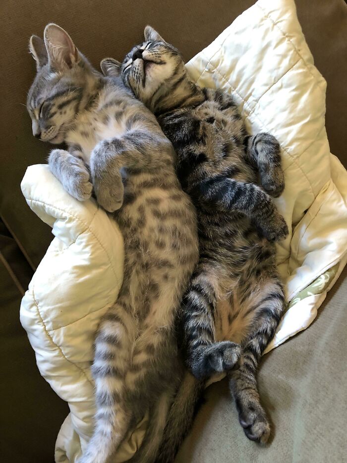 Best Decision Ever To Adopt Both Brothers
