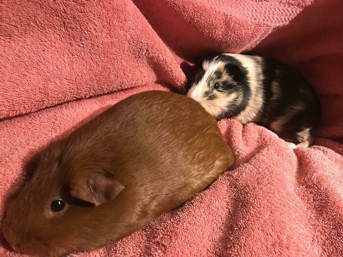 Update! The Guinea Pigs That I'm Fostering Are Now Mine! And Now I Need A Name For The Tri-Colored Girl Any Suggestions?