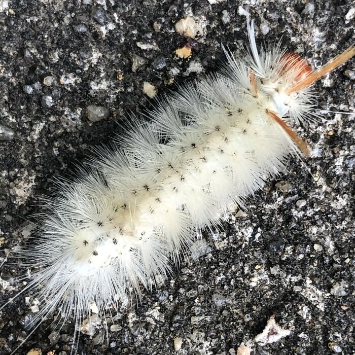 Sycamore Tussock Moth Caterpillar (Aka Mr. Dottie Fuzzbuns) Centreville, Md (July 2021)