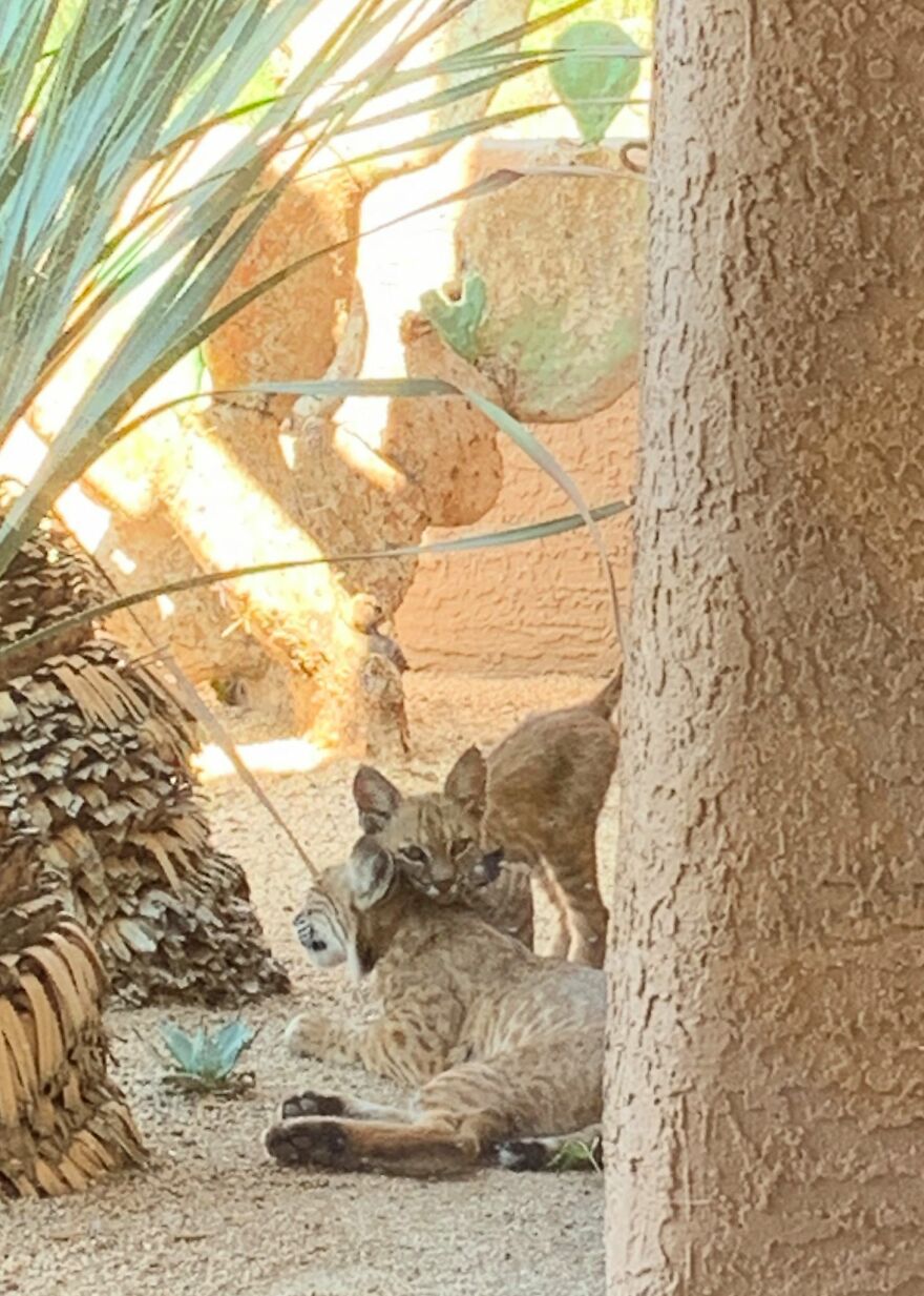 Bobcat Family On My Porch! Bobcat Family On My Porch!