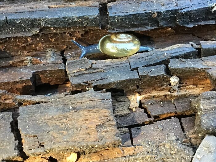 Golden Snail