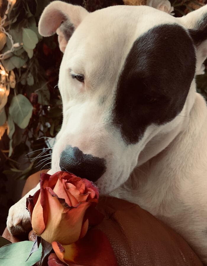 Stop To Smell The Roses 🌹