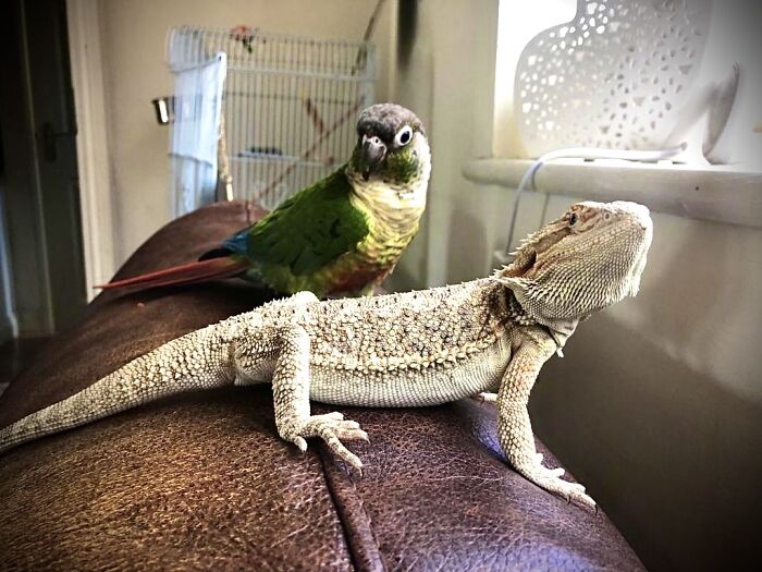 Indie The Parrot And Mr Elaine The Bearded Dragon.