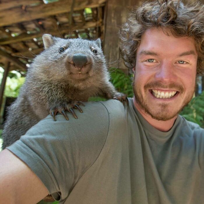 Hey Buddy, Smile For The Camera! Wombats Are Kind Of Like Lively Teddy Bears With Gigantic Claws