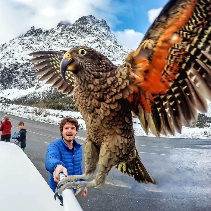 Show The World Your True Colours. Keas, An Alpine Parrot That Loves The Mountains. Crazy Cool Birds!