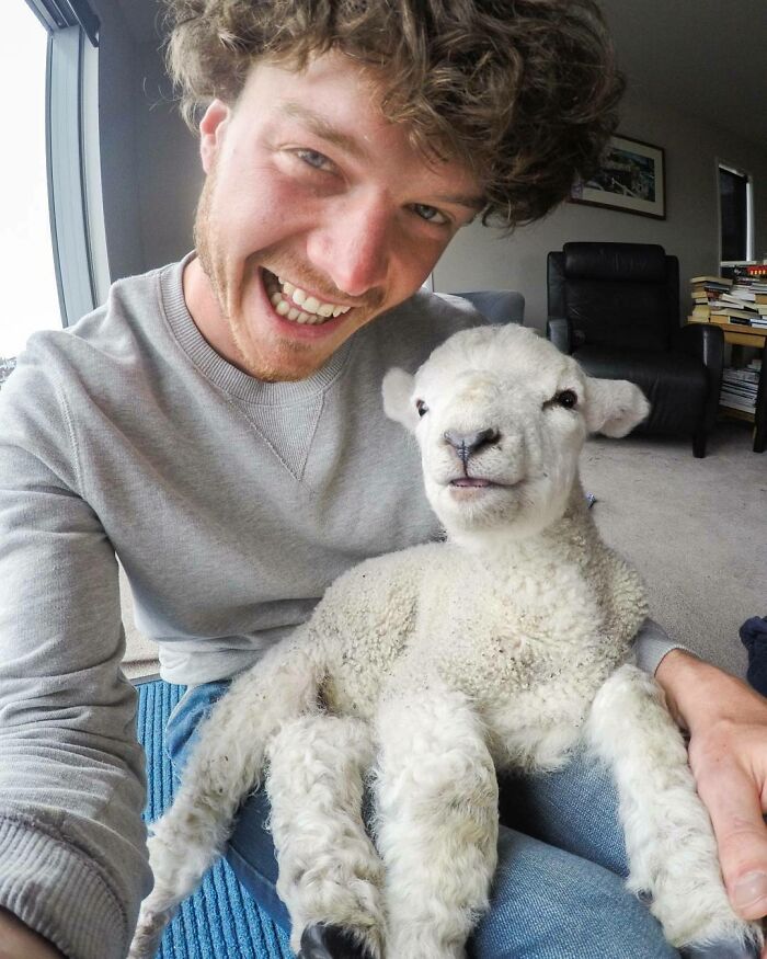 Everyone Needs A Little Lamb In Their Life. Instant Happiness Guaranteed