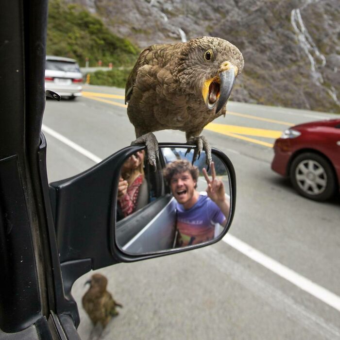 Say Hello To My New Road Trip Buddy Mr Kea. They Helped Destroy My Van Even More By Picking Away Rubber And Adding Some Scratches