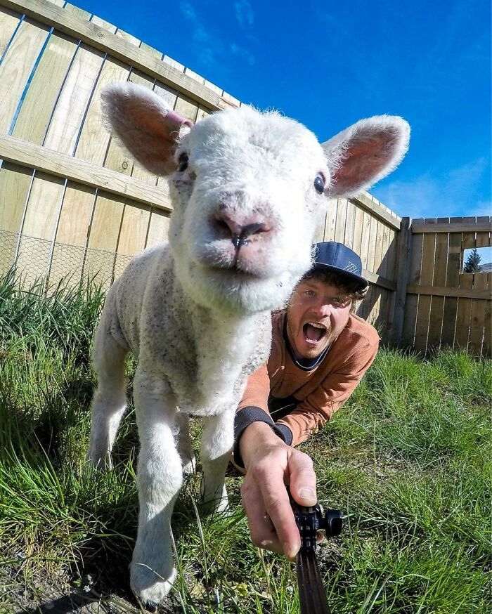 I'm Just Going To Fill Your Phone Screen With A Lamb's Fluffy Face And My Sheer Excitement