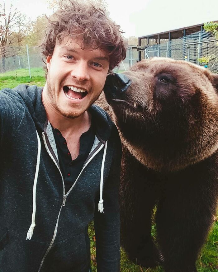 My What Big Teeth You Have. When You Come Face To Face With A Grizzly Bear The Only Thing You Can Do Is Stop, Drop And Take A Selfie . Yes This Is A Real Grizzly Bear! 
