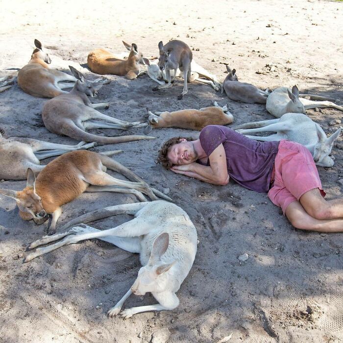 On The Third Day The Kangaroos Rested. For They Were Very Tired Of Jumping Around All Day. Goodnight World