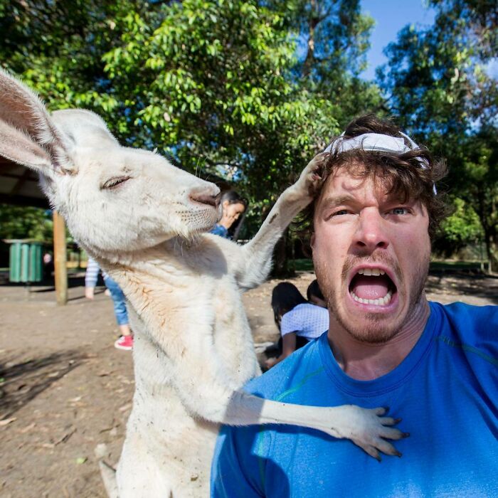 Australia You've Been Great. The Kangaroos Have Show Their Love