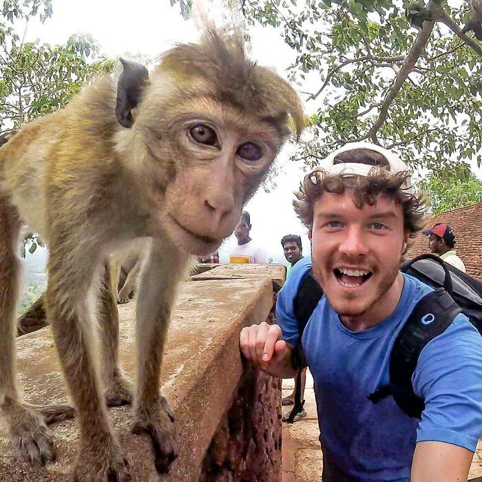 There Is One Monkey In This Photo. He's Wearing A Blue T-Shirt