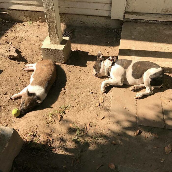 Dog And Pig Sunbathing