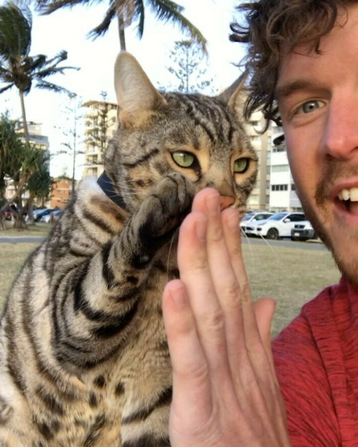 All The High 5s. If You Need Amazing Hilarious Parkour Cats In Your Life Follow Catmantoo