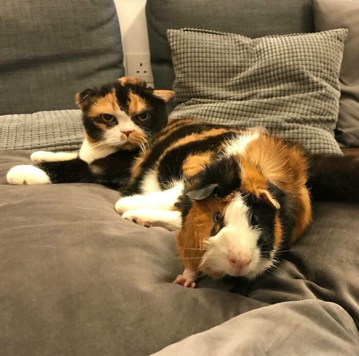 Cat And Guinea Pig Chillin’ At Home