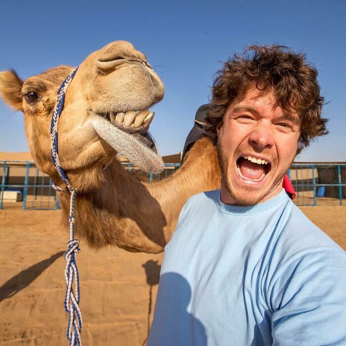 ¡Cuando un camello es más fotogénico que tú! Conociendo a los habitantes de Dubai