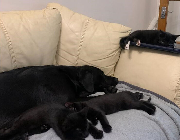 7 Motherless Kittens Found A Surrogate Dad In This Rescue Labrador Retriever Before They Found Their Forever Home