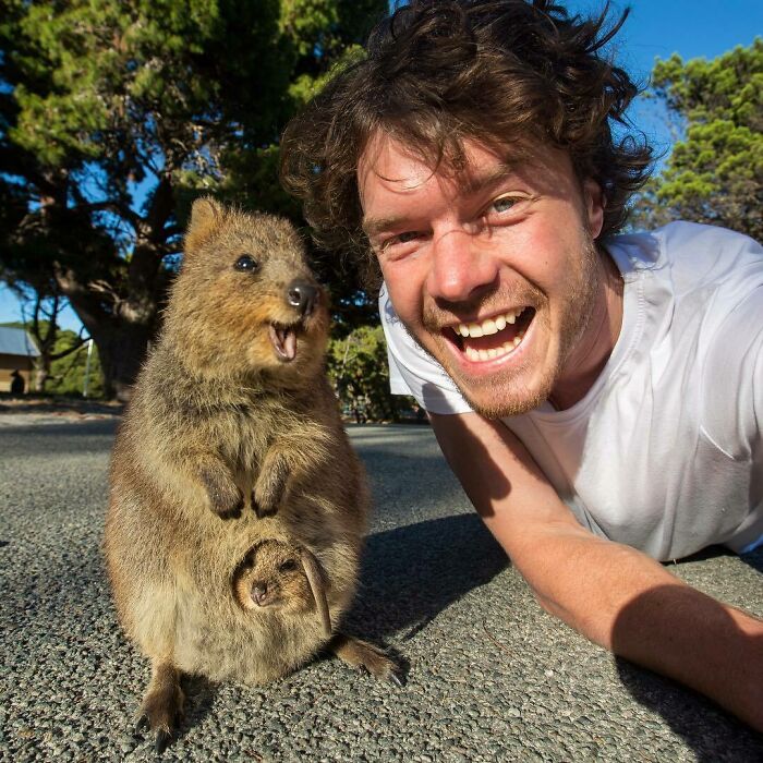 It’s Smile Time! Heads Up For Hardcore Quokka Enthusiasts