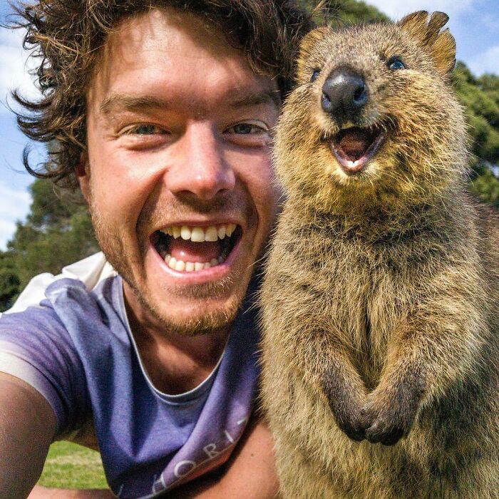 Find Friends That Smile At You Like This Quokka