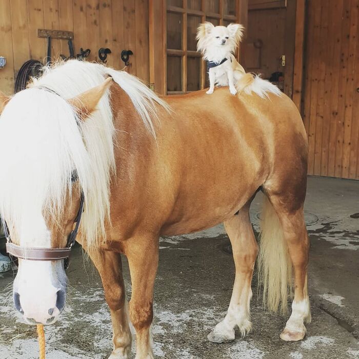 Similar Horse And Dog