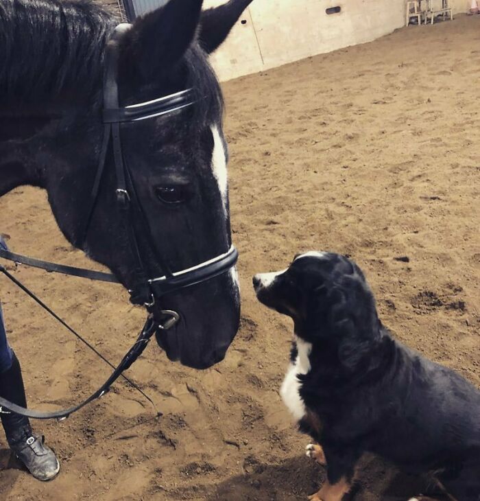 Sweet Horse And Dog