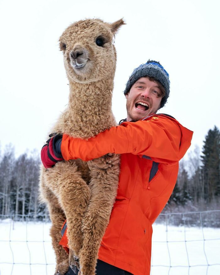 Hug A Happy Cloud: Bucket List. You Can Volunteer On Alpaca Farms All Over The World