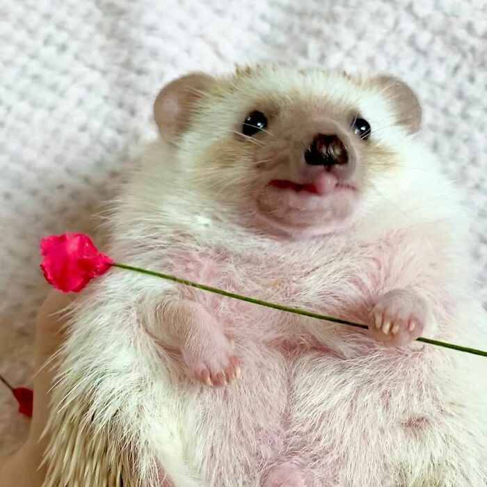 Hedgehog With A Flower