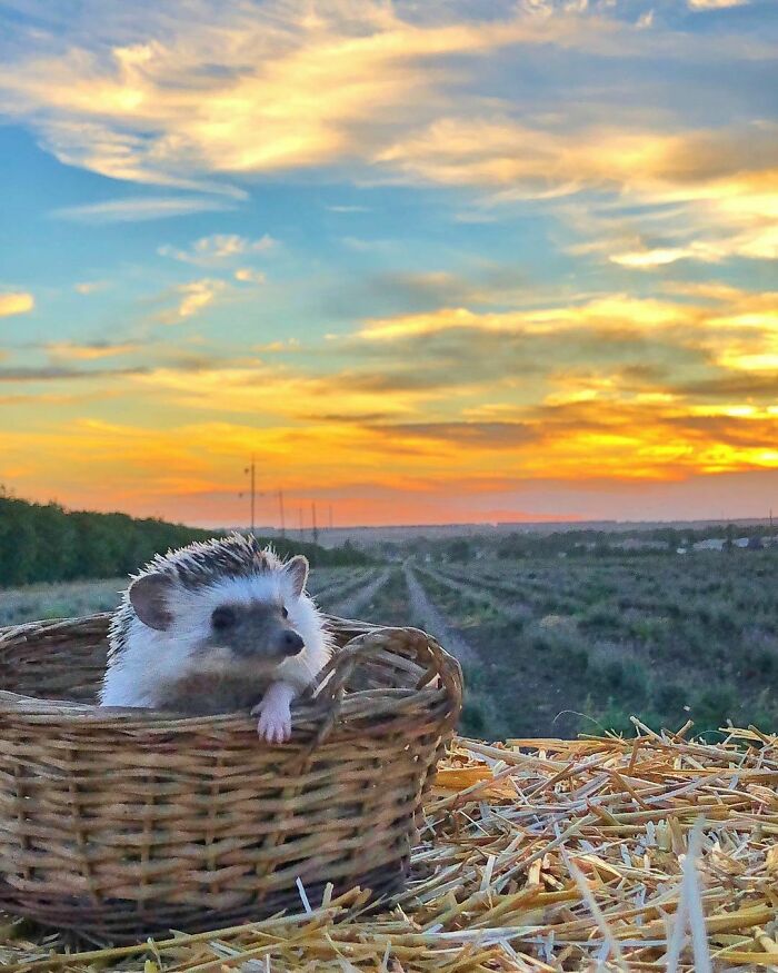 Hedgehog In A Basket