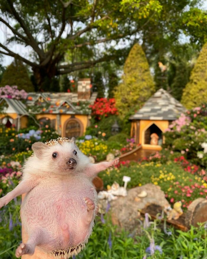 Hedgehog In The Garden