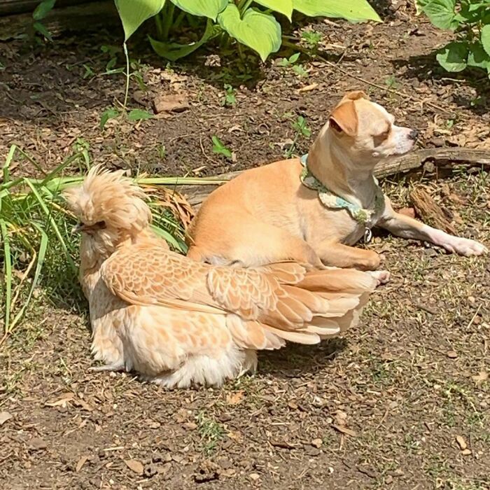 Am I A Chicken? Or Is She A Chihuahua? We’ve Definitely Got Something In Common But I Can’t Quite Put My Finger On It