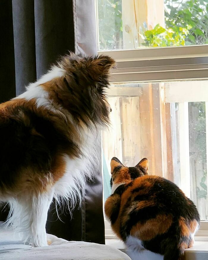Twin Pets Squirrel-Watching