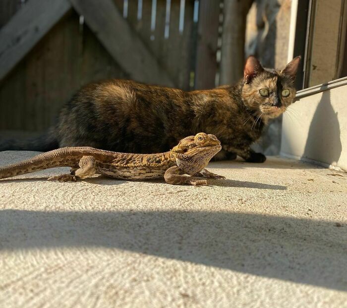 Baby And Chewy Enjoying Some Much Needed Sunshine