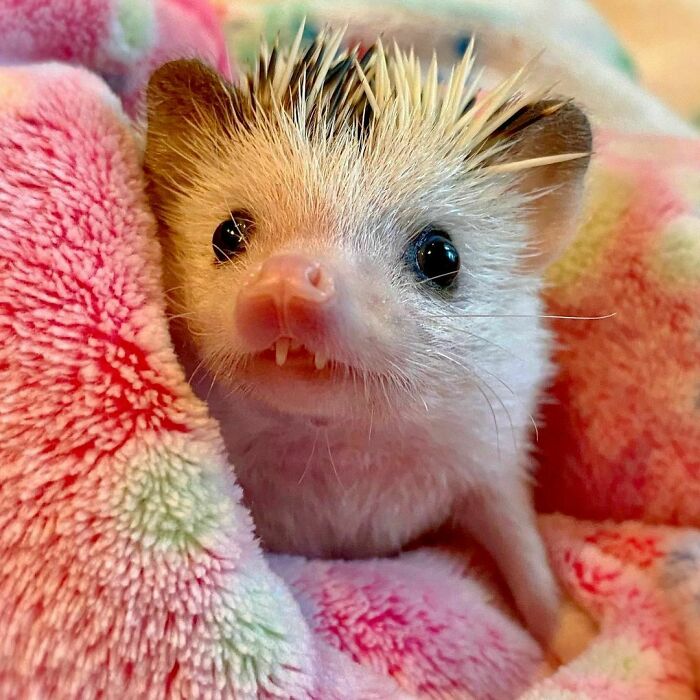  Baby Hedgehog