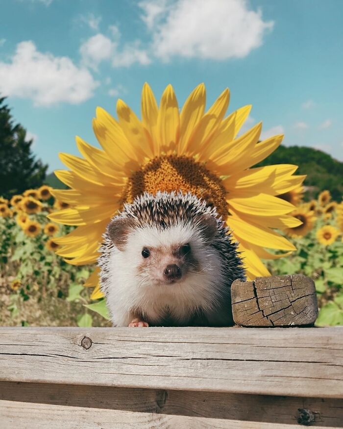 Hedgehog In A Flower Field