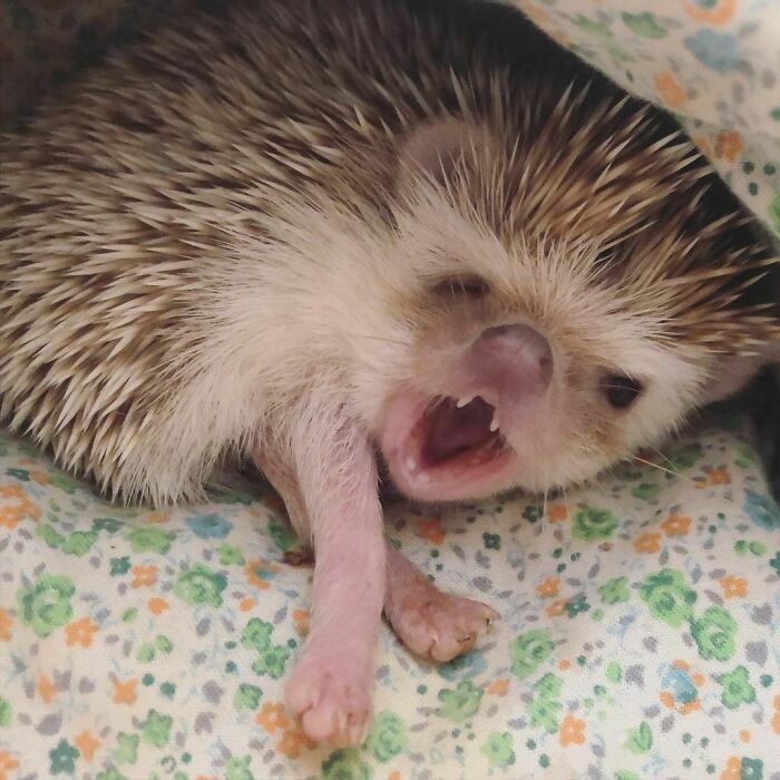Hedgehog Yawning