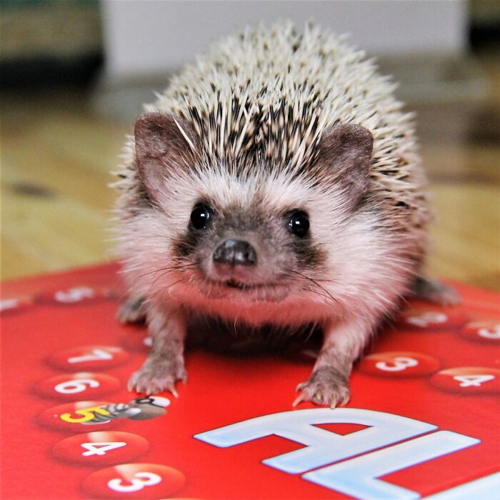Hedgehogs Love Board Games As Much As We Do
