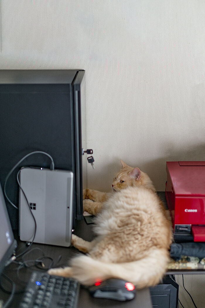 My Golden Boy Chataro In His Preferred Position On My Desk, Between The Camera Dehumidifier And The Printer.