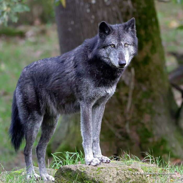 I Would Say The Western Timber Wolf. They Are Gorgeous! They Have Extreme Devotion To Pack Members And Would Protect Me At All Costs. Their Bite Can Easily Snap A Femur. Their Senses Are Way Better Than A Human’s So They Would Be Able To Sense Danger Before Me
