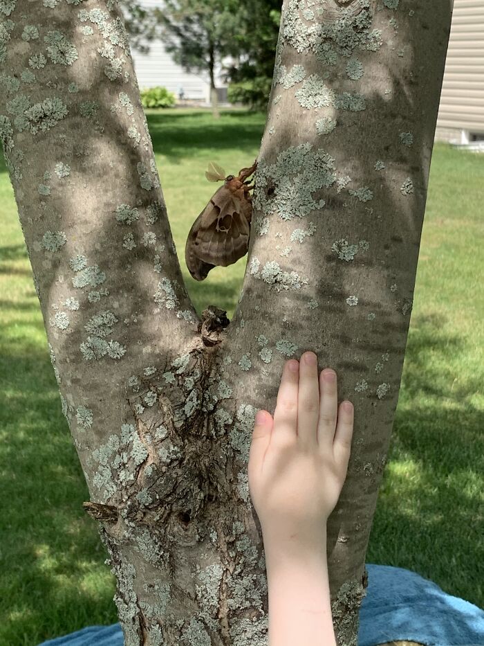 Same Moth, Five Year Old’s Hand For Comparison
