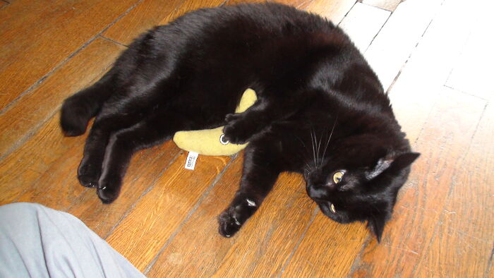 Playing With His Catnip-Banana.
