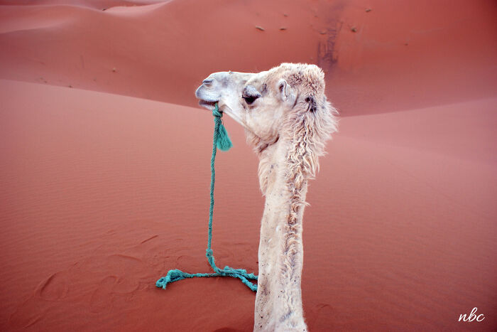 Not My Best, But My Favorite (Sahara Desert, Morocco)