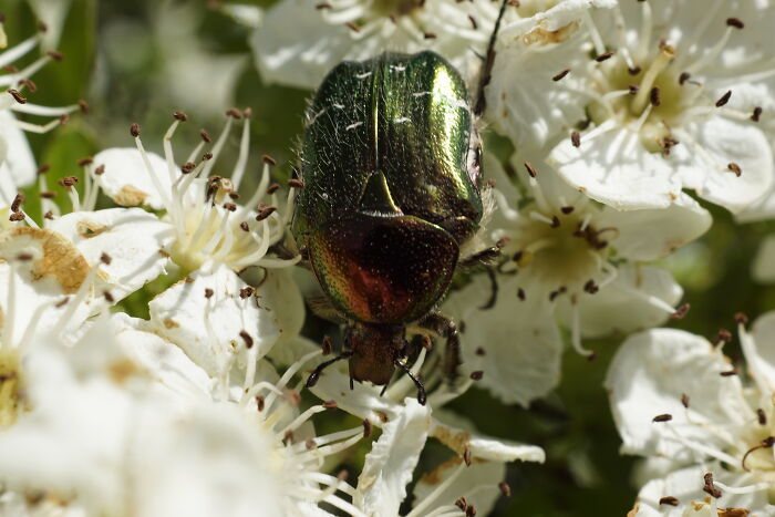 Rose Chafer, Seen On A Walk.